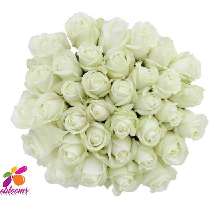 High & Pure Rose Variety - EbloomsDirect