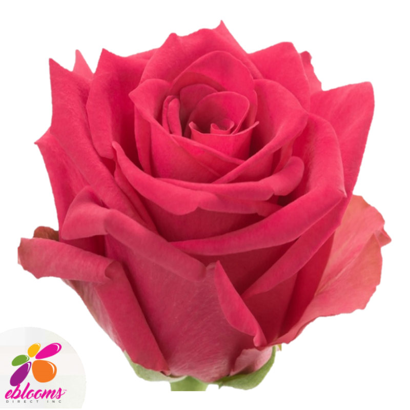 Hot Explorer Rose Variety - Hot Pink Rose