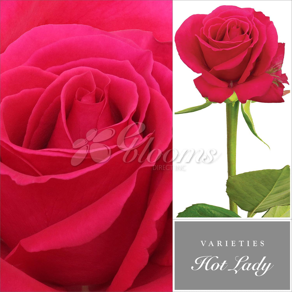Rose Hot Pink by Variety - EbloomsDirect