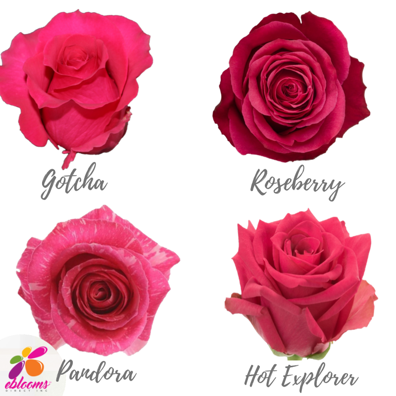 Hot Pink Roses Assorted near me – EbloomsDirect