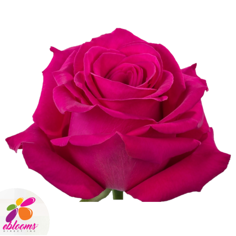 Pink Floyd Rose Variety - Hot Pink Roses - EbloomsDirect