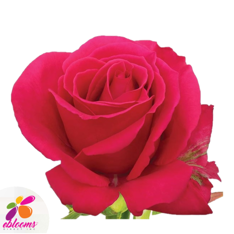 Hot Lady Rose Variety - Hot Pink Roses - EbloomsDirect