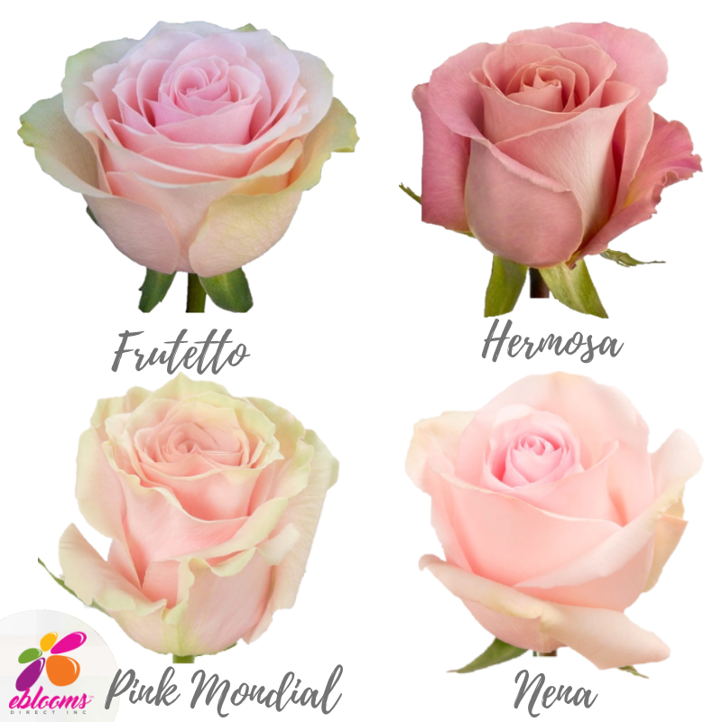 Light Pink Roses Assorted near me - EbloomsDirect – Eblooms Farm Direct Inc.