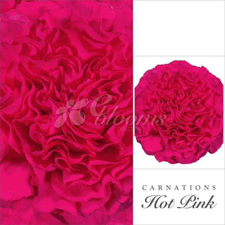 Carnation Hot Pink - EbloomsDirect
