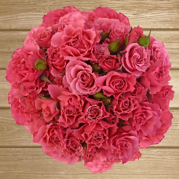 Spray Roses Hot Pink 40cm - Pack 120 Stems - EbloomsDirect