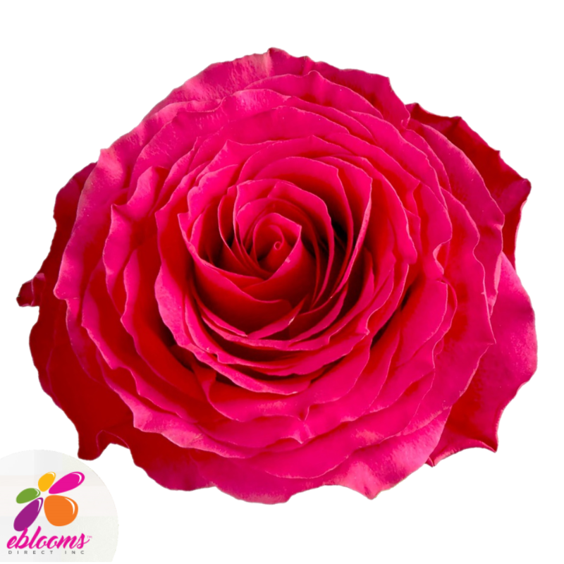 Hot Spot Rose Variety - EbloomsDirect