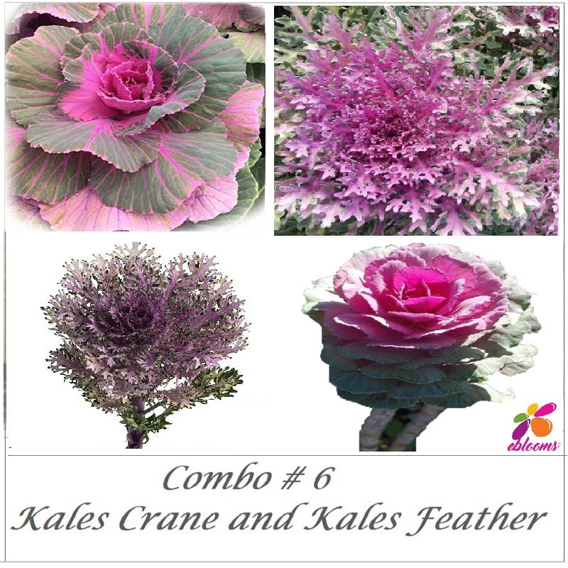 Combo Box #6 - Hot Pink Kales Feather and Kales Crane - EbloomsDirect