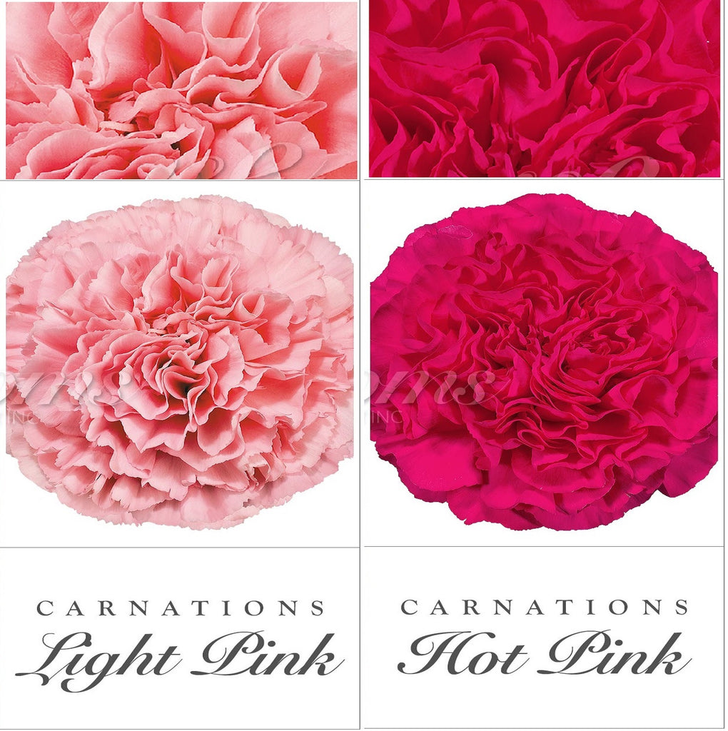 Carnations Hot Pink and Light Pink - EbloomsDirect