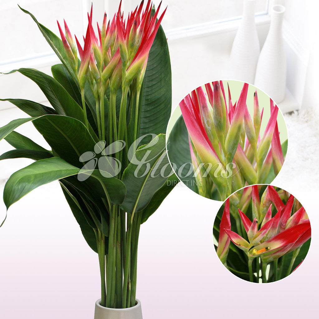 Sassy tropical Bouquet - EbloomsDirect