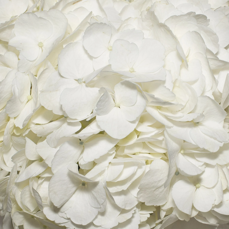 Hydrangeas White