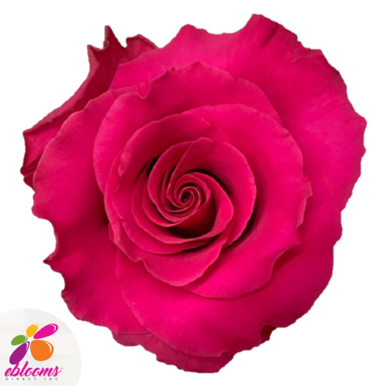 Janeiro Rose Variety - Hot Pink Roses
