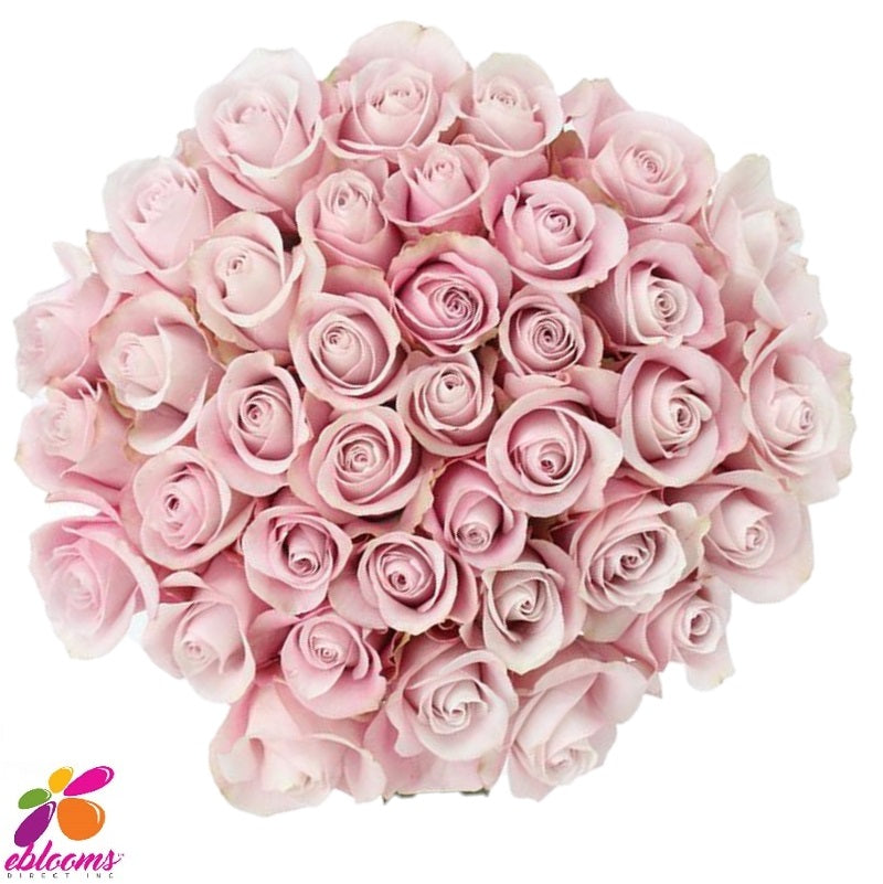 Keira Rose variety Blush Pink - EbloomsDirect
