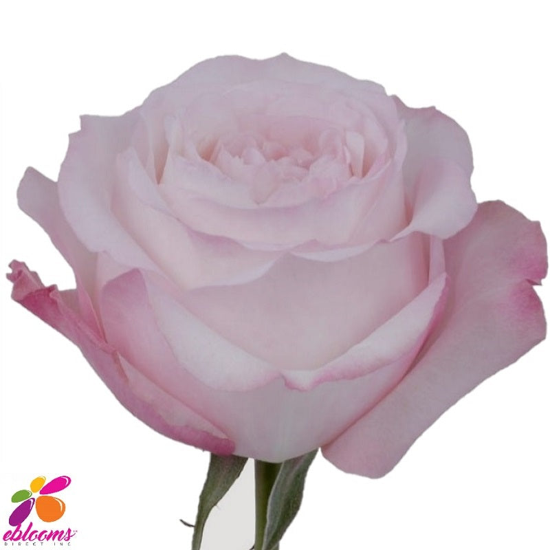 Keira Rose variety Blush Pink - EbloomsDirect