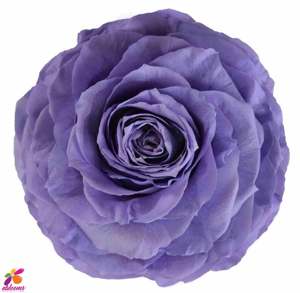 Preserved Flower lavender - wholesale rose