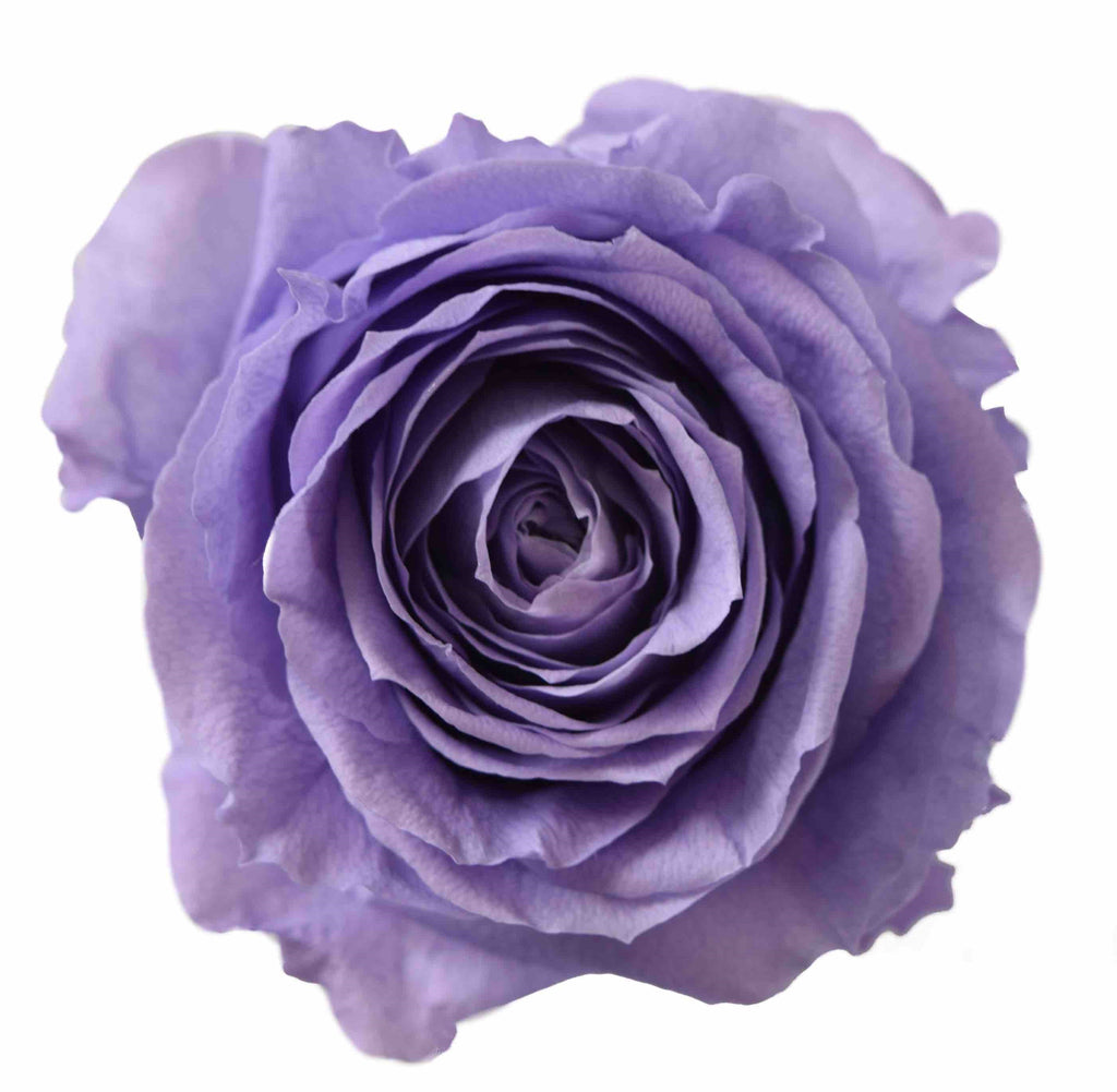 Preserved Flower lavender - wholesale rose