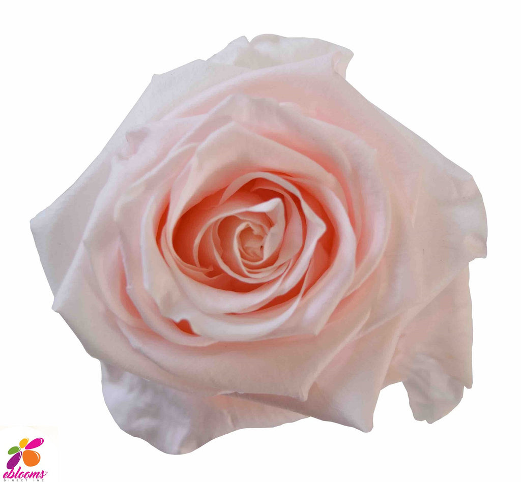 Preserved Flower Blush pink - wholesale rose
