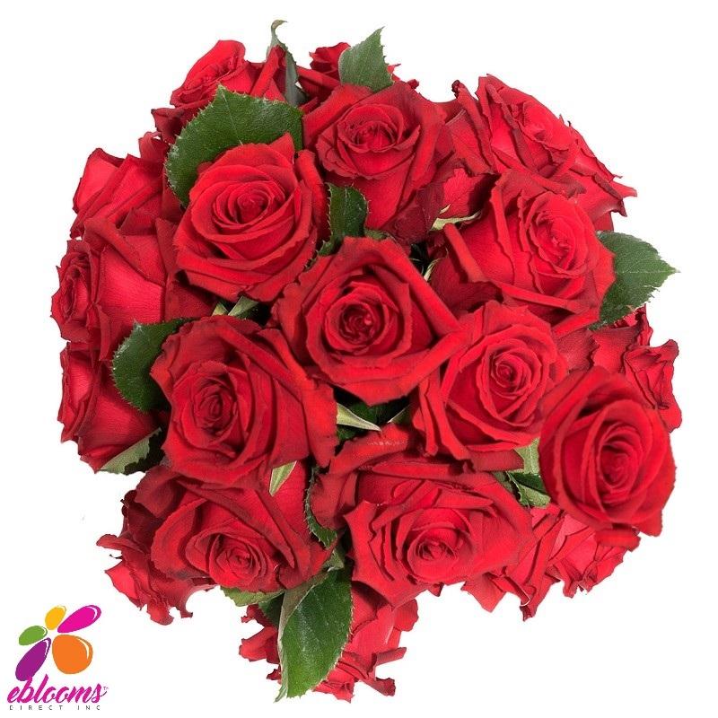Lotus Red Rose Variety -EbloomsDirect