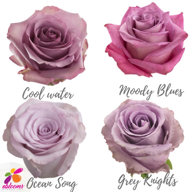 Queen's Crown Roses – Growers Direct Flowers