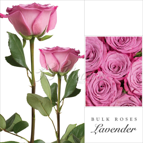 Lavender Roses
