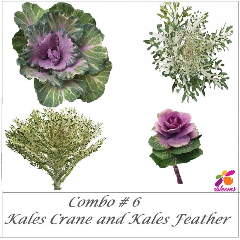 Combo Box #6 - Lavender Kales Feather and Kales Crane - EbloomsDirect