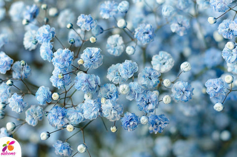 Baby's Breath Light Blue - EbloomsDirect