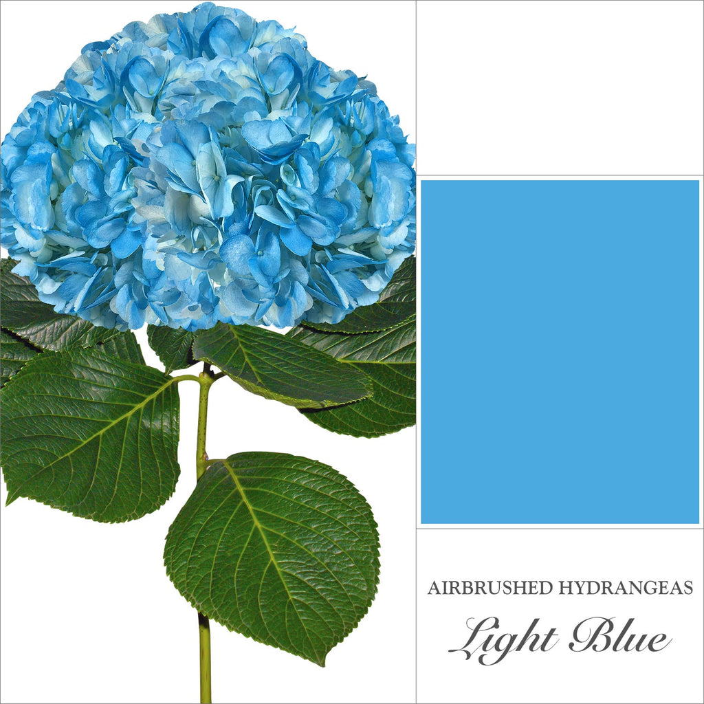 Hydrangea Light Blue Airbrushed