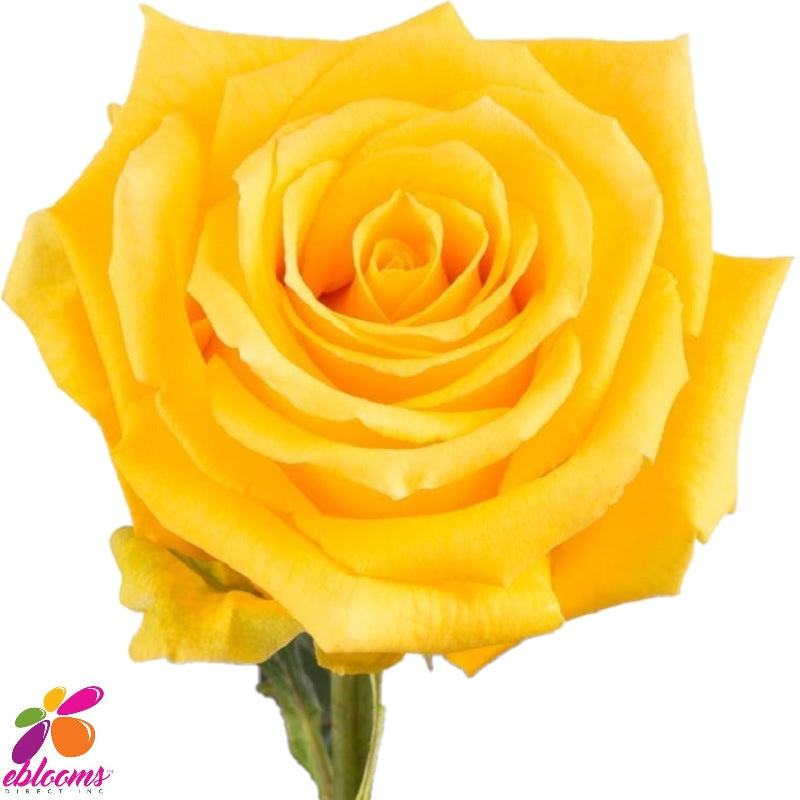 Light Yellow Rose Background