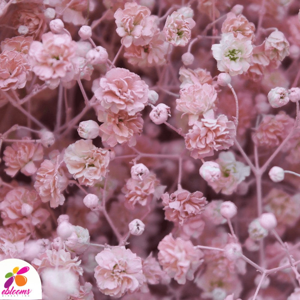 Babys Breath light pink or soft pink tinted