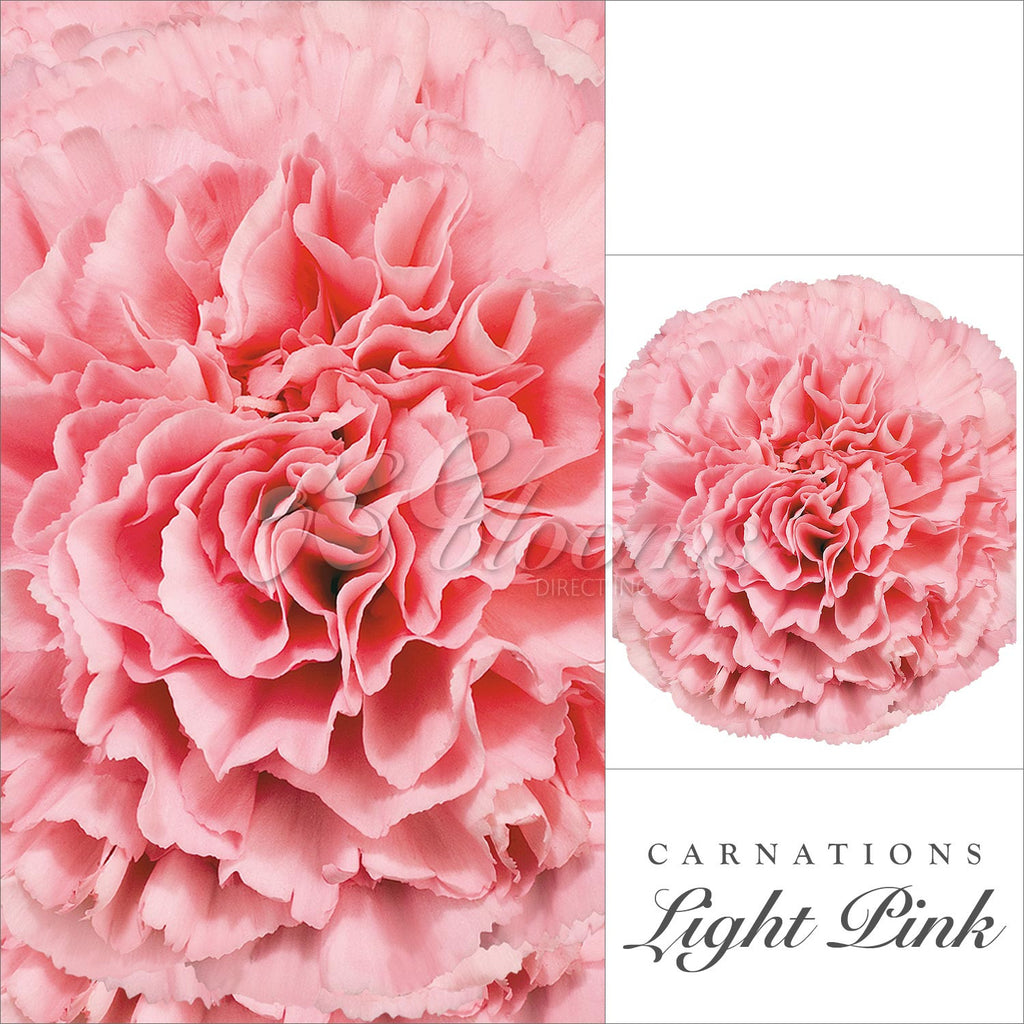 Pink Carnations - EbloomsDirect