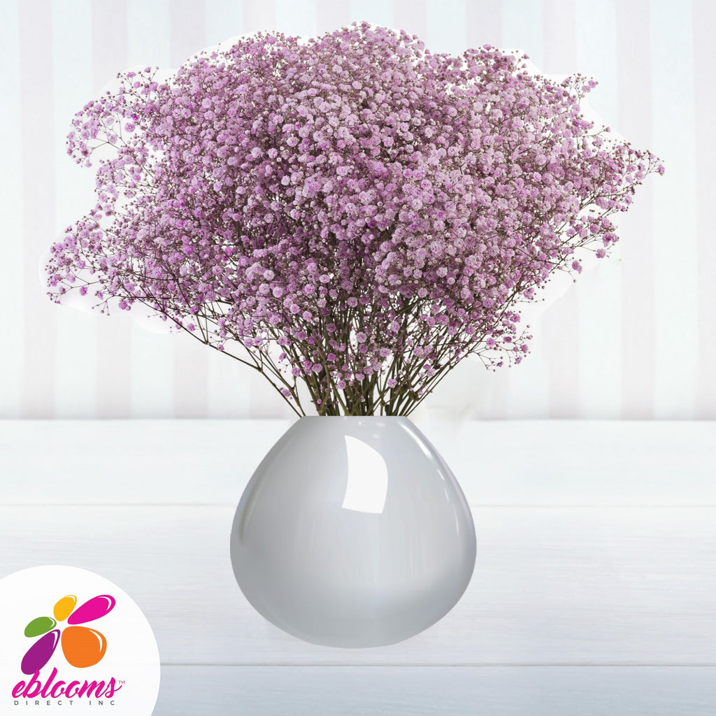 Babys Breath light pink or soft pink tinted