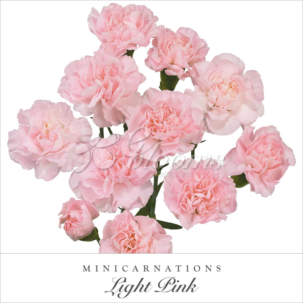 Pink Mini Carnations