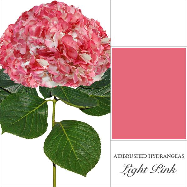 Hydrangea Light Pink Airbrushed Coral