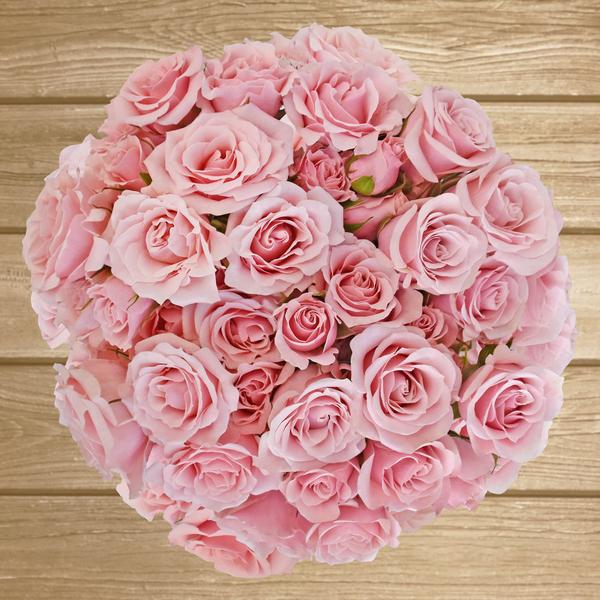 Spray Roses Light Pink 40cm - Pack 120 Stems - EbloomsDirect