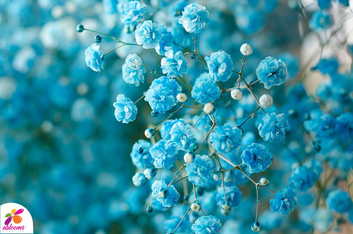 Baby's Breath Light Turquoise - EbloomsDirect