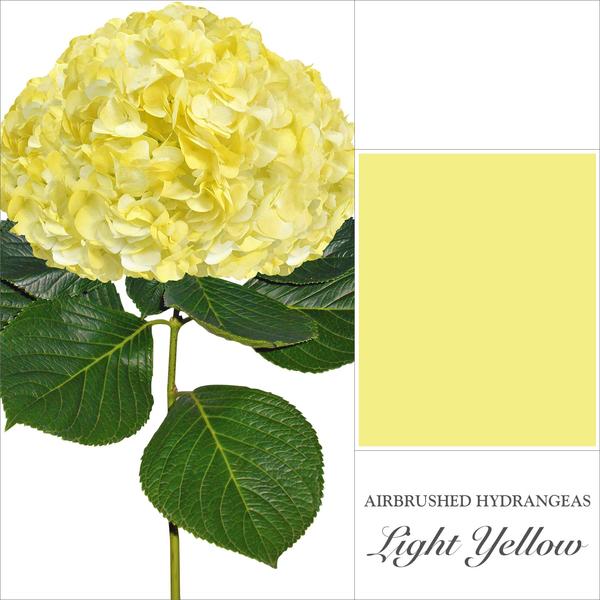 Hydrangea Yellow Airbrushed - EbloomsDirect