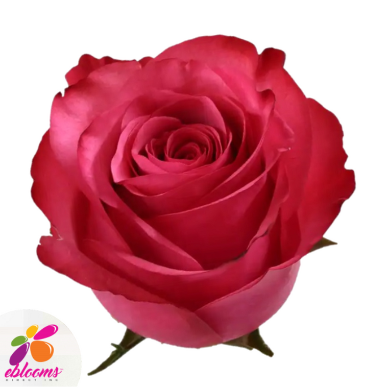 Lola Rose Variety - Hot Pink Roses