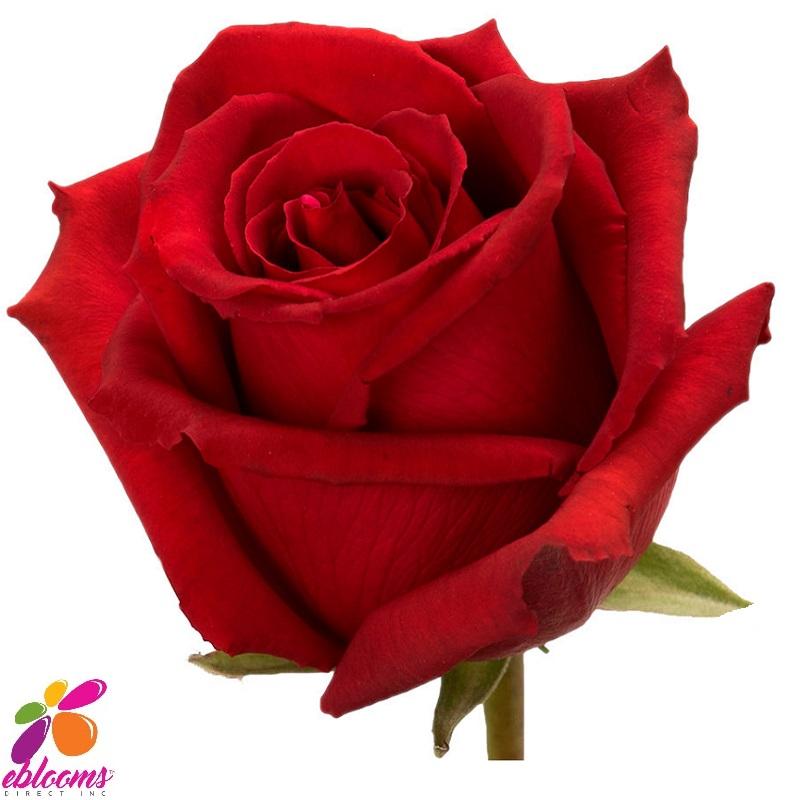 Lotus Red Rose Variety -EbloomsDirect