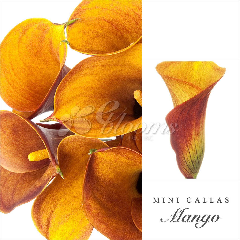 Orange Mini Callas - EbloomsDirect