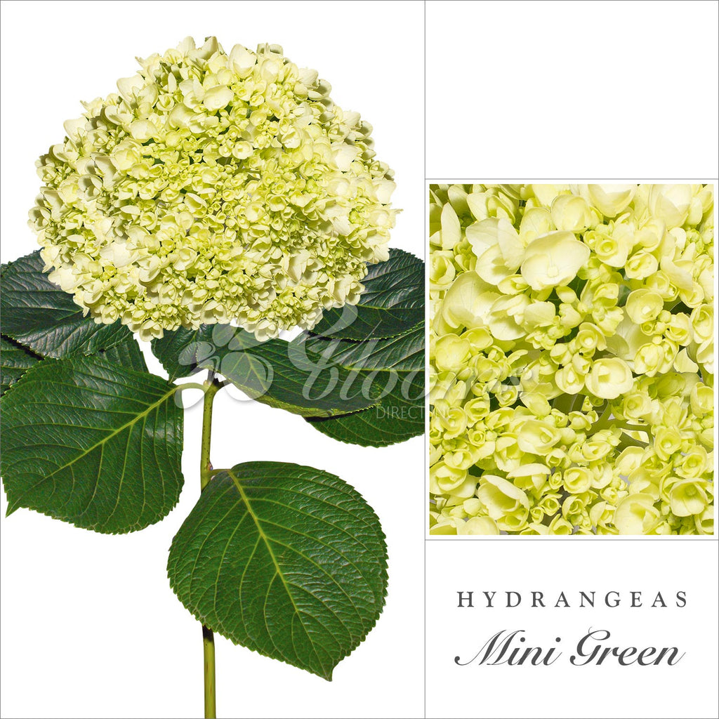 Green Mini Hydrangea - EbloomsDirect