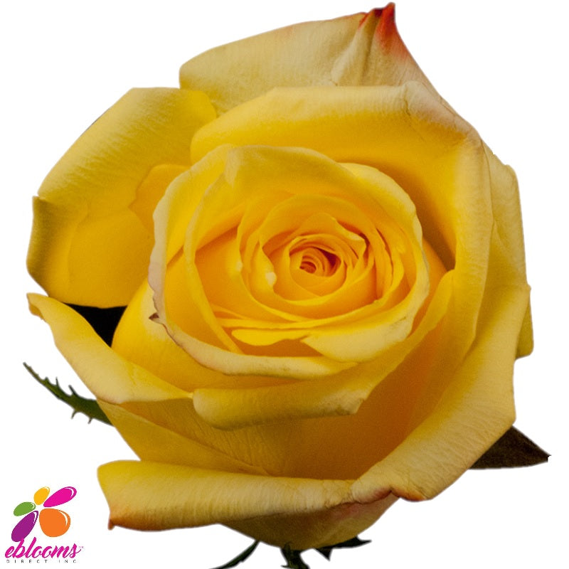 Mohana Rose Variety - EbloomsDirect