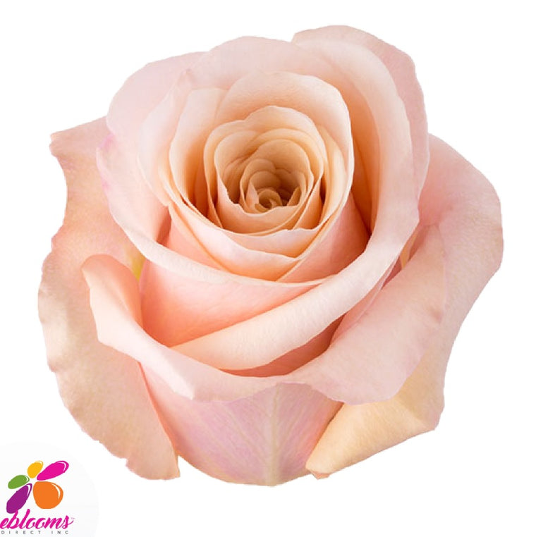 Mother of Pearl Peach Rose Variety