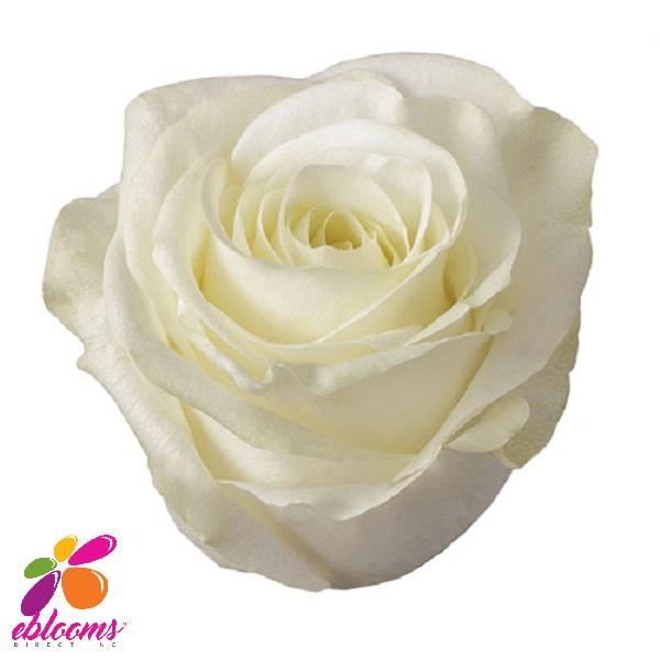 Mount Everest White Rose variety - EbloomsDirect