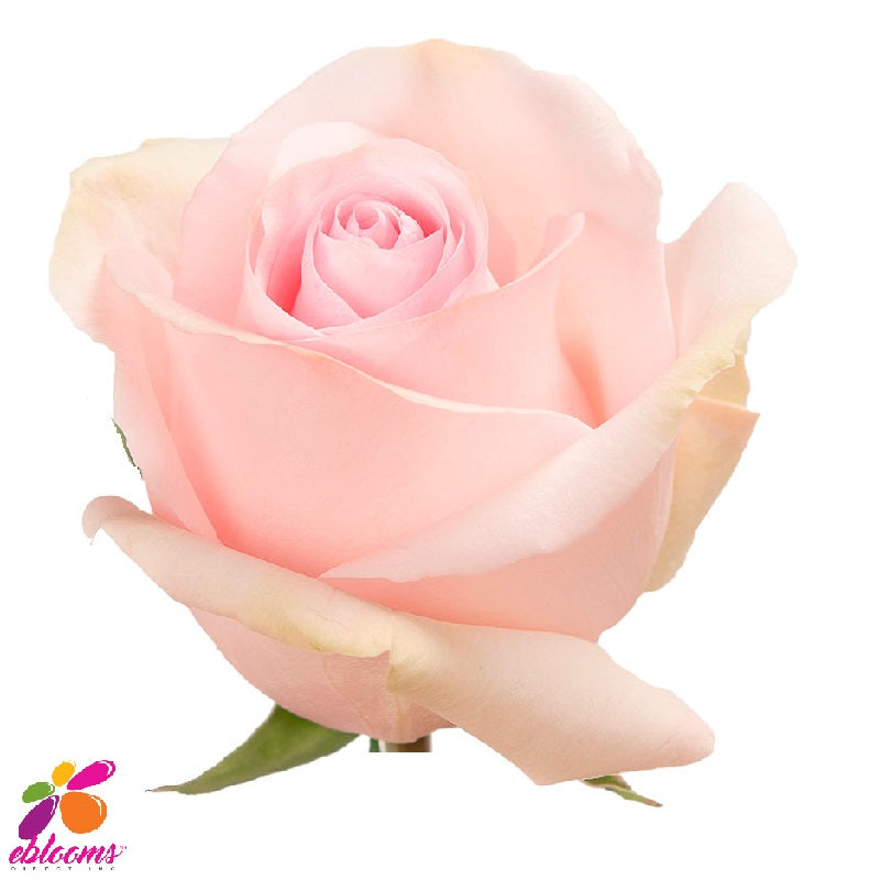 Nena Rose variety - EbloomsDirect