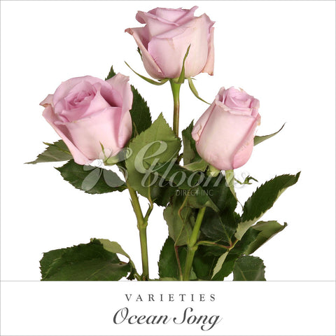 Lavender Roses