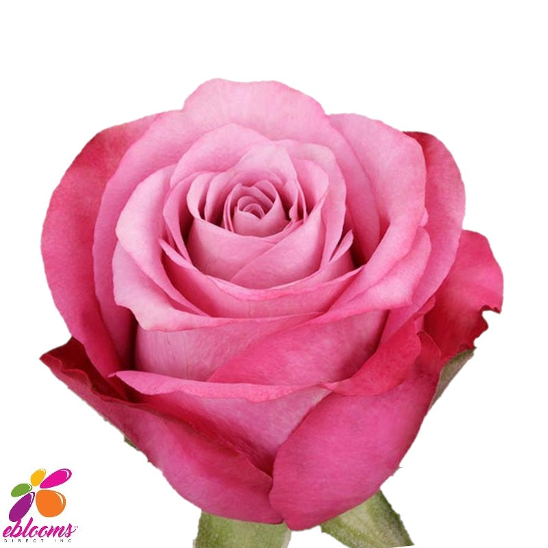 Light Pink Roses Assorted near me - EbloomsDirect – Eblooms Farm Direct Inc.