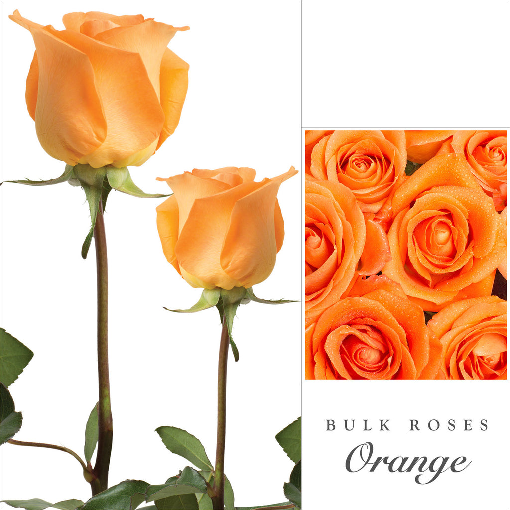 Rose Orange by Variety - EbloomsDirect
