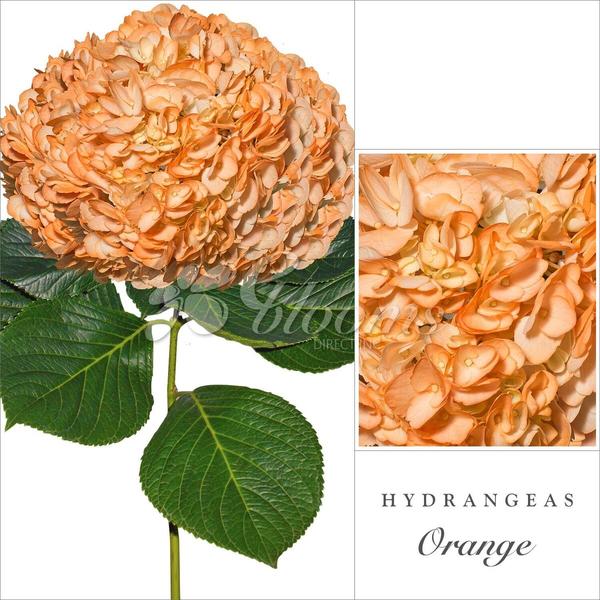 Hydrangea Orange