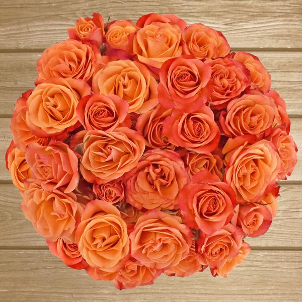 Spray Roses Orange 40cm - Pack 120 Stems - EbloomsDirect
