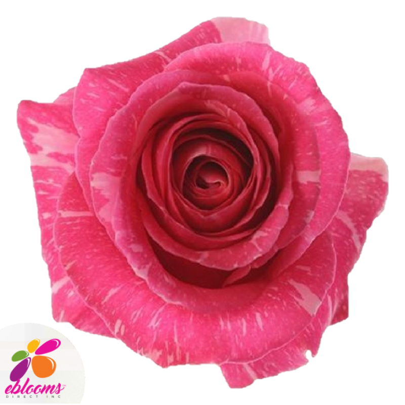 Pandora Rose Variety - Hot Pink Striped rose - EbloomsDirect