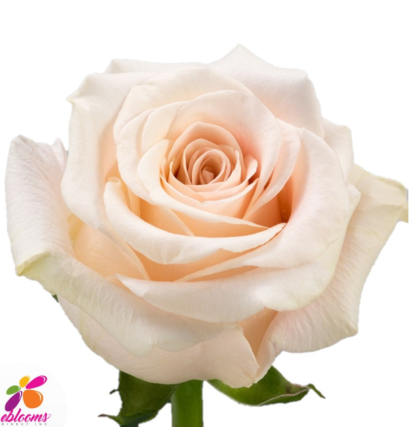 Pastella Peach Rose Variety - EbloomsDirect